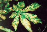 Liść kasztanowca ze śladami żerowania szrotówka kasztanowcowiaczka